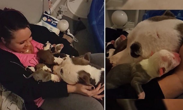 ¡Qué ternura! Una perrita carga sus 11 cachorros y los coloca encima de su ‘madre adoptiva’