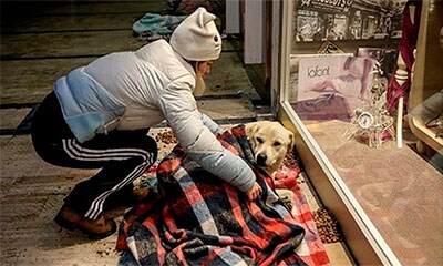 Ante las bajas temperaturas en Estambul, un centro comercial abre sus puertas para resguardar a perros callejeros