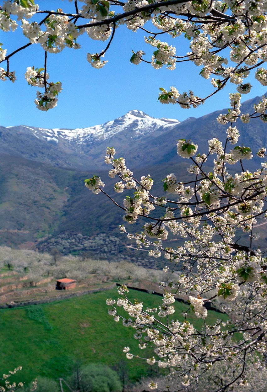 Cerezos-en-flor--Valle-del-Jerte-a.jpg