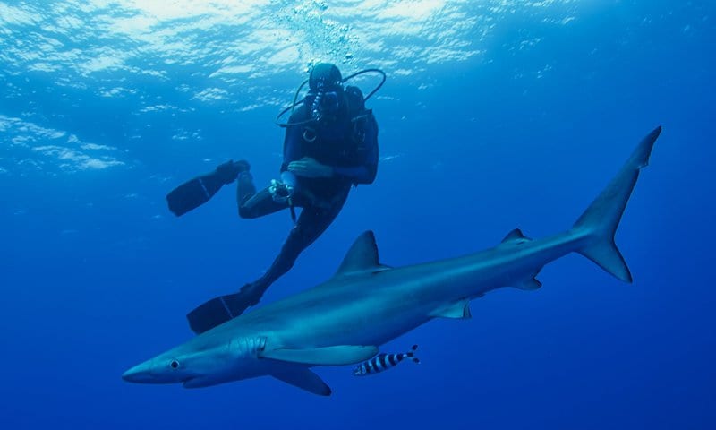 Requin bleu-(Prionace glauca)